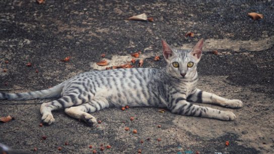 絕育手術的重要性與影響分析