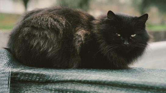 Sculptra童顏針：打造自然年輕輪廓的專業技術解析