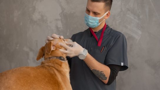 結紮手術｜不可不知的那些事，帶你幽默又深刻了解過程